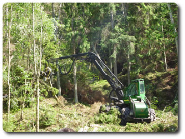 Sustainable Timber Sourcing