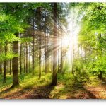 Trees Capture and Retain CO2 from the atmosphere